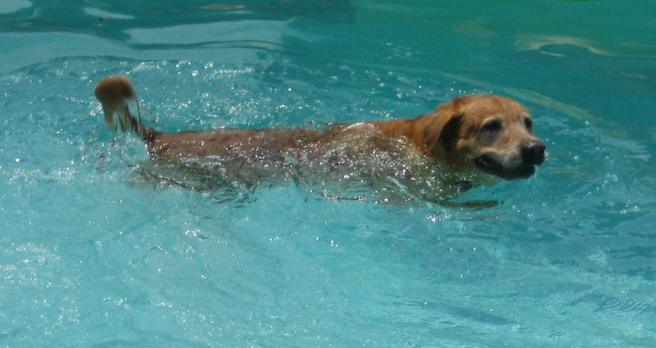 Heat Stroke Trophy Club Animal Hospital Veterinary Blog