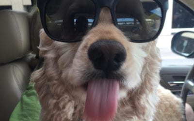 Travel Safety Tips with your Pet