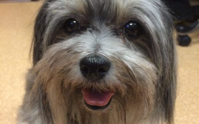 What is Canine Influenza Virus?