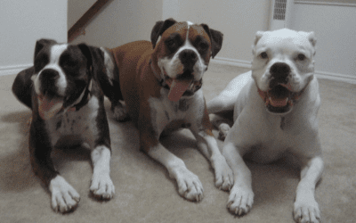 Canine Heartworm Disease – If You’re Not Preventing it, Your Pet is at Risk!