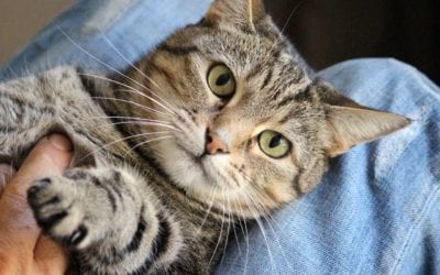 5 Ways Pets Can Improve Your Health January 7, 2017