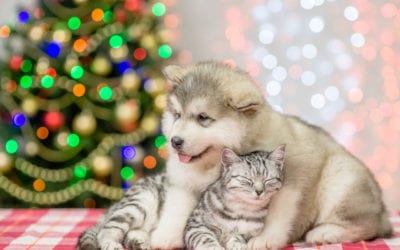 Holiday Pet Safety Tips