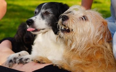 Holiday Dog Treat Recipe: Pumpkin Ice Bites