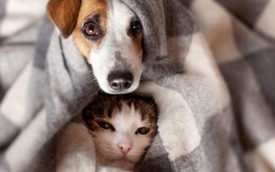 Halloween Pet Safety Tips