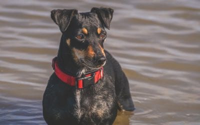 Stresses of Summer Heat