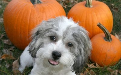 Halloween Pet Safety Tips
