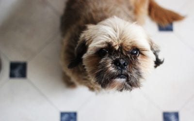 Top 10 Kitchen Toxins