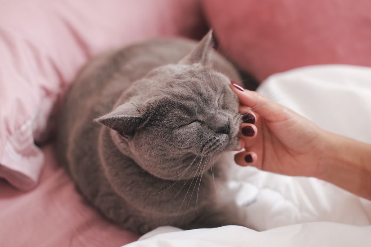 Senior Cat Healthcare Tips - Trophy Club Animal Hospital - Senior Cat Health Insurance Options
