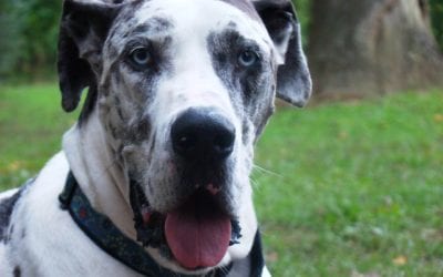 What is Canine Bloat?