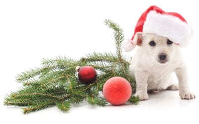 Considerations To Make Before Giving A Pet As A Holiday Gift