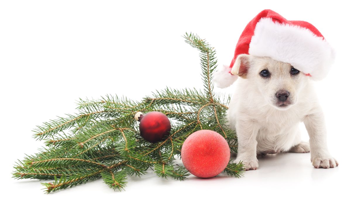 Giving A Pet As A Holiday Gift - Trophy Club Animal Hospital