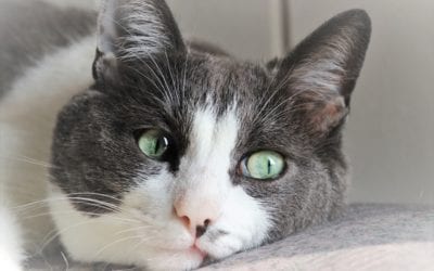 Is my pet in pain?
