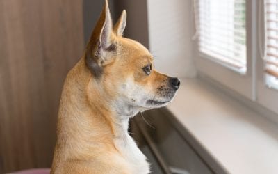 Back-to-School Blues: Managing Your Pet’s Separation Anxiety