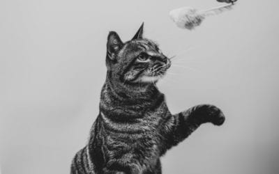 Tips On How To Train Your Cat