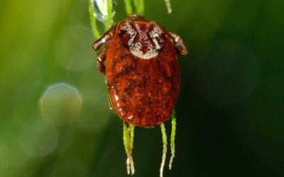 8 Reasons Your Pet Needs Year-Round Tick Prevention