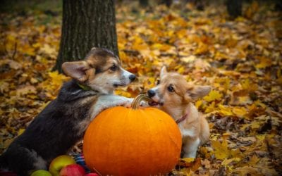 Halloween Pet Safety Tips