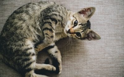Learning to Read Your Cat’s Body Language
