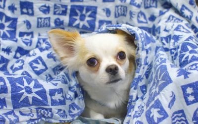 Creating a Storm Shelter for Your Pet