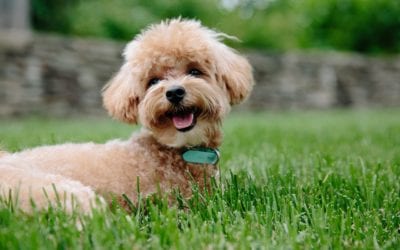 What Puppy Owners Need to Know About Socialization