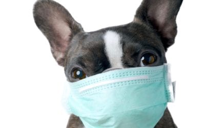3 Things Pet Owners Should Know About COVID-19