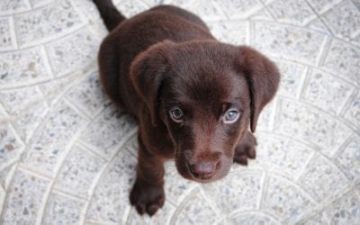 Why Your Young Pet Needs a Routine