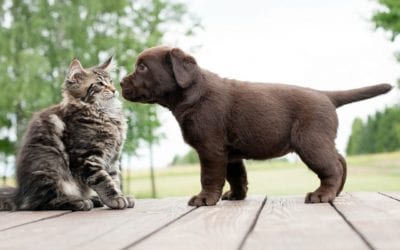 Nationwide Pet Insurance