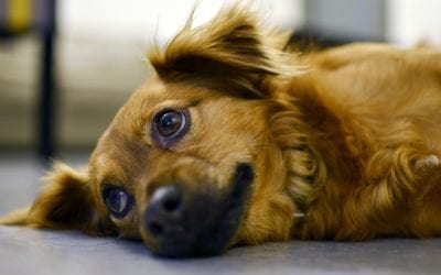 What Are Zoonotic Parasites?