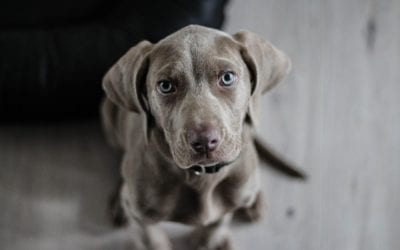 Pet-Friendly Barbecue Foods