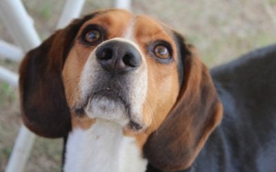 Camping Safety for Your Pet