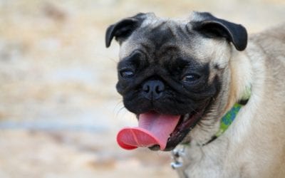 How a Microchip Can Reunite You and Your Pet