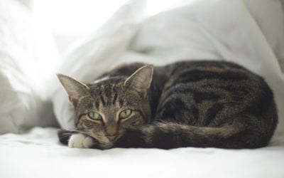 Building a First Aid Kit for Your Pet in 3 Easy Steps