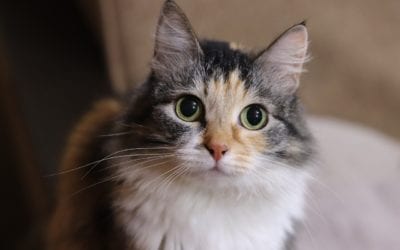 4 Ways to Celebrate Your Fantastic Feline