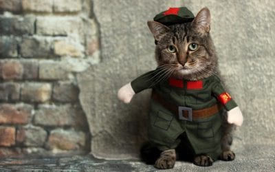Ensure Your Pet’s Halloween Costume is Safe
