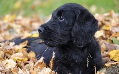 Minimize Your Pet’s Exposure to Ticks