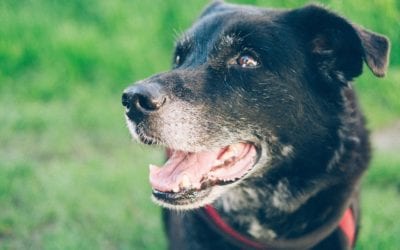 5 Reasons to Adopt a Senior Pet