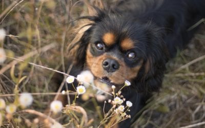 How to Remove Ticks Correctly From Your Pet