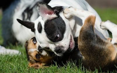 The Facts About Kennel Cough in Dogs