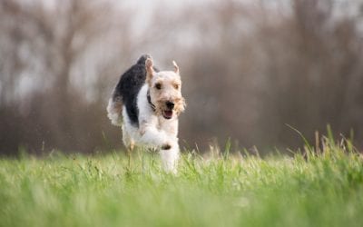 What is Coprophagia?