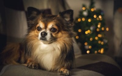 Tips to Keep Your Pet Safe Around the Christmas Tree