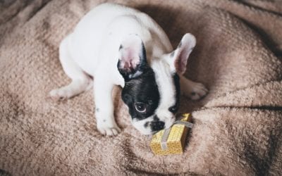 Top Gift Ideas for Pets and Their Owners