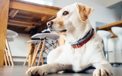3 Steps to Teach Your Dog Not to Jump