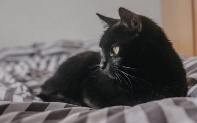 Are My Cat’s Hairballs Normal?