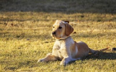 3 Hidden Dangers in Dog Parks