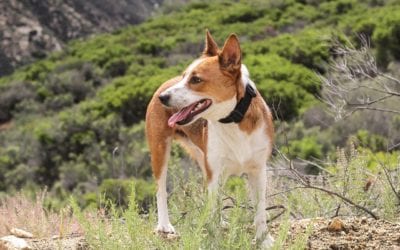 3 Summertime Hiking Safety Tips for Pets