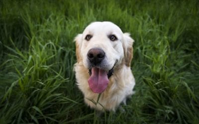 5 Crazy Canine Behaviors and Their Reasons