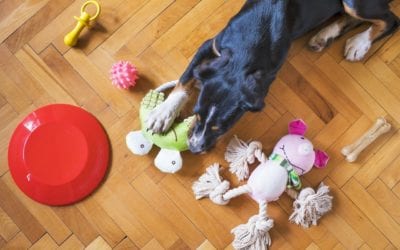 Can My Pet Have That? Safe and Unsafe Chew Toys