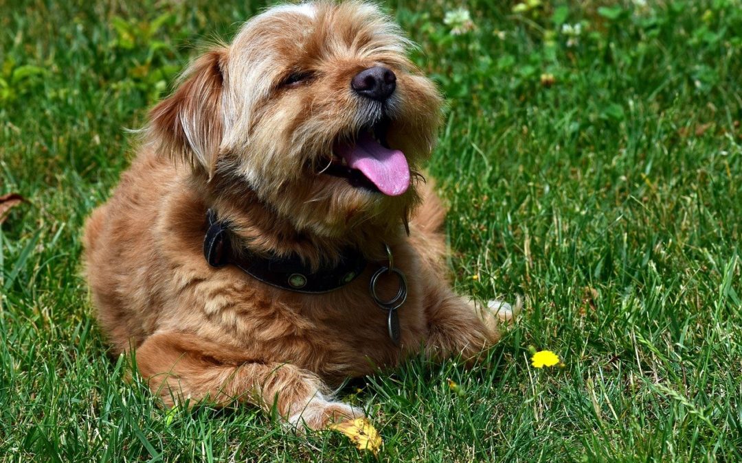 3 Cool Ways to Help Your Pet Beat the Heat - Trophy Club Animal Hospital