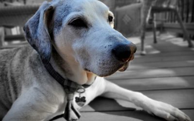 5 Reasons Why Senior Pets Make the Best Pets