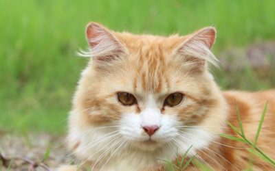10 Important Health Tips For Senior Cats