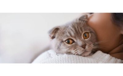 How to Tell If Your Cat is in Pain
